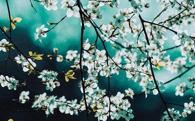 duftyoga.de - Entspannung Audio Download 1